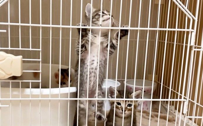 ケージの中の子猫達