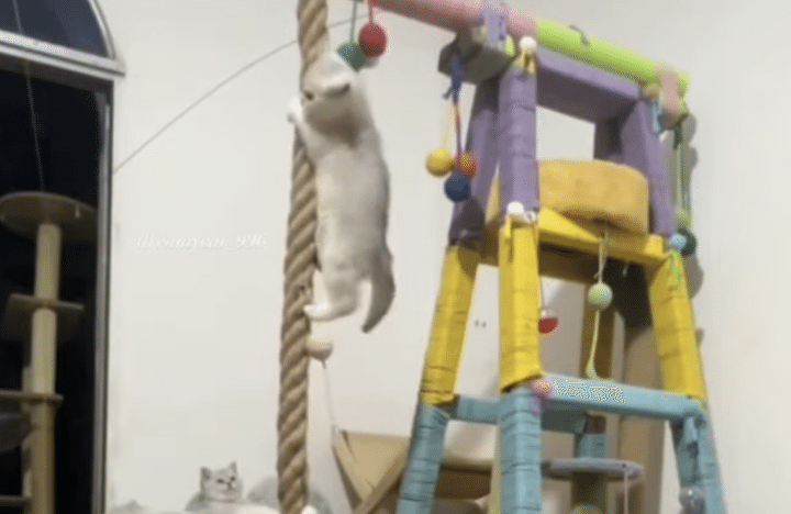 綱登りが得意な猫ちゃんたち！ 体力が有り余っているよー！