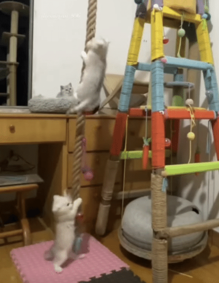綱登りが得意な猫ちゃんたち！ 体力が有り余っているよー！