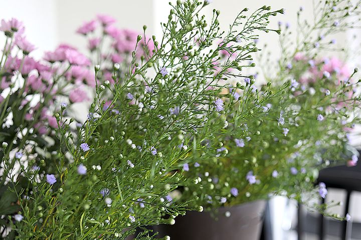 クジャクアスター