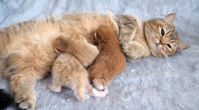 子猫達にミルクを飲ませる母猫