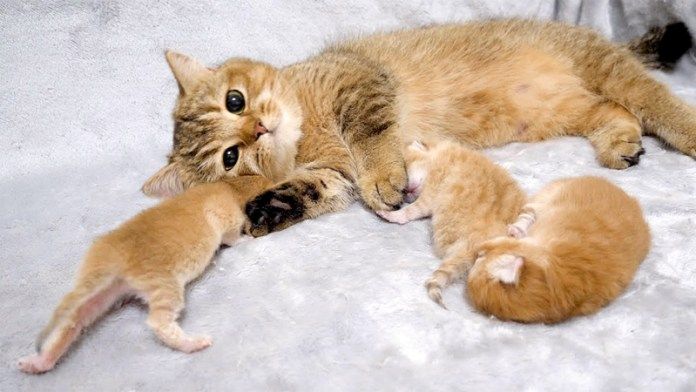 子猫に頬擦りする母猫