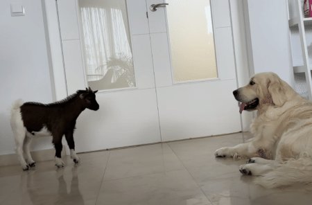 子ヤギとどうやって遊んだらいいの？ 接し方に戸惑う犬さん。