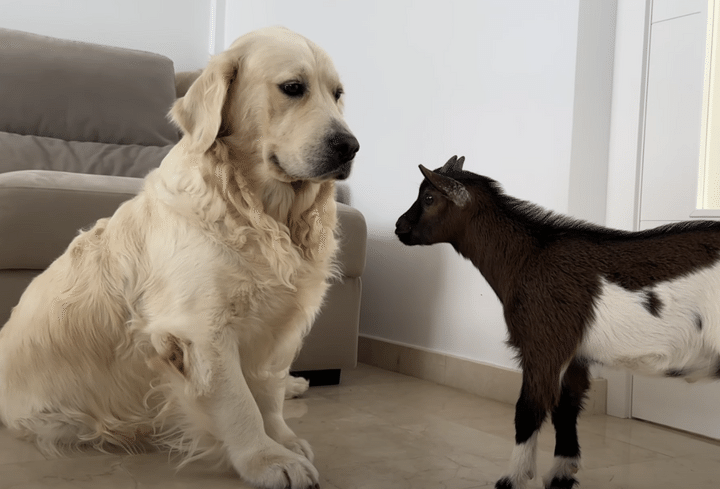 子ヤギとどうやって遊んだらいいの？ 接し方に戸惑う犬さん。