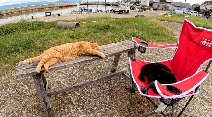 ベンチと椅子を占拠する猫達