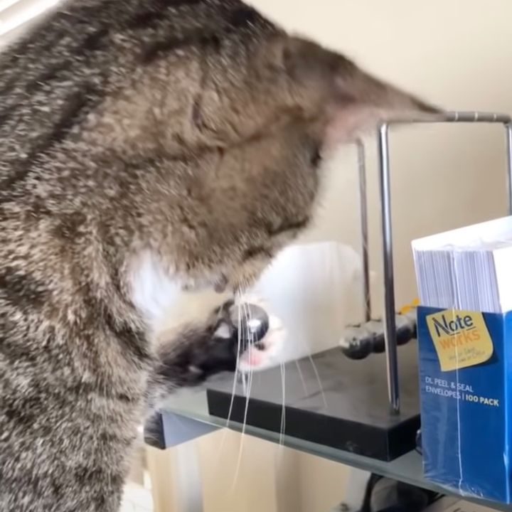 ニュートンが憑依した猫突然に、慣性の法則を見つけた瞬間