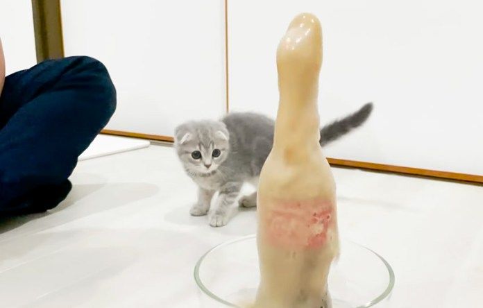 メントスコーラが気になる子猫