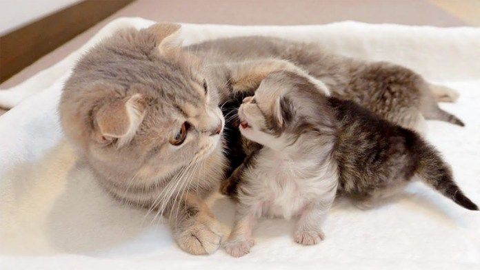 子猫に訴えられた母猫