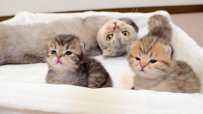 子猫達の面倒を見る兄猫