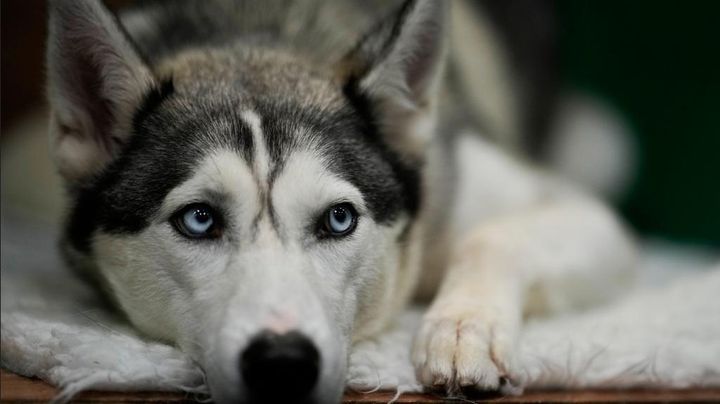 日本代表FW、モデルの妻と犬カフェに行く！大量のハスキー犬に囲まれると…