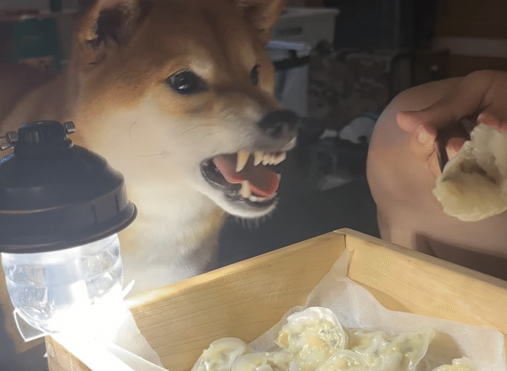 餃子を見て目の色が変わる犬さん、でも我慢我慢！