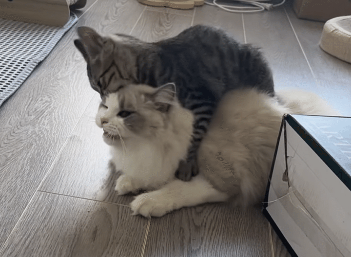 「毛づくろいしてあげるー♡」手加減をしらない子猫がガブリ！