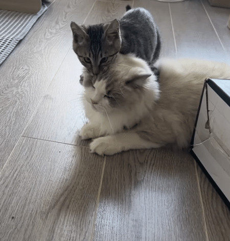 「毛づくろいしてあげるー♡」手加減をしらない子猫がガブリ！