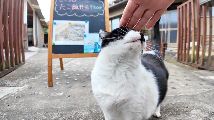 撫でられる猫