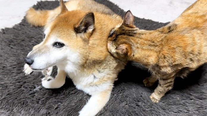 猫に甘えられる犬