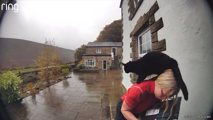 雨の中配達員を歓待する猫、僕のうちの前にようこそ