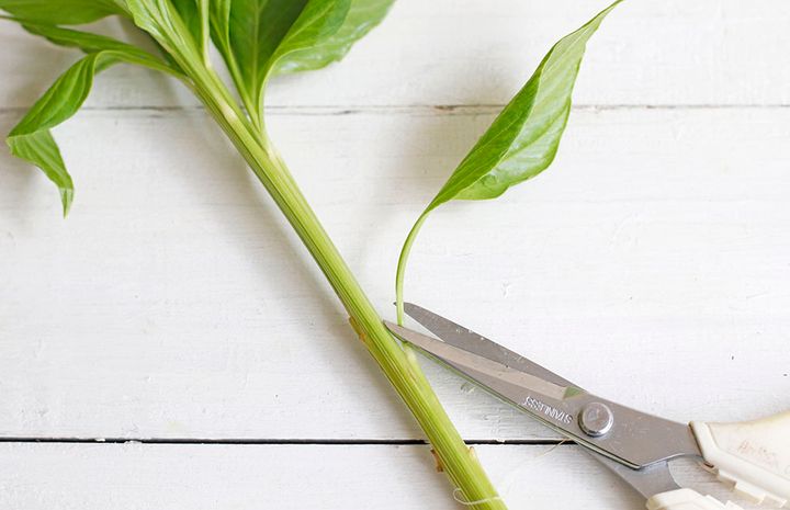 ケイトウのアレンジ