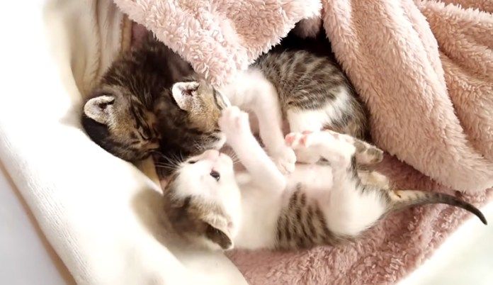 兄弟を起こす子猫