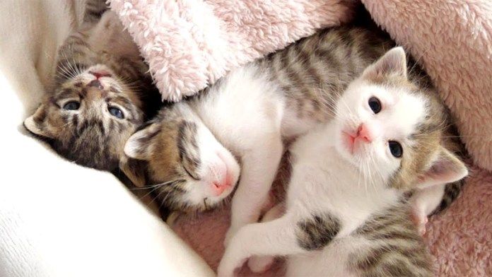 ひとりだけ起きた子猫