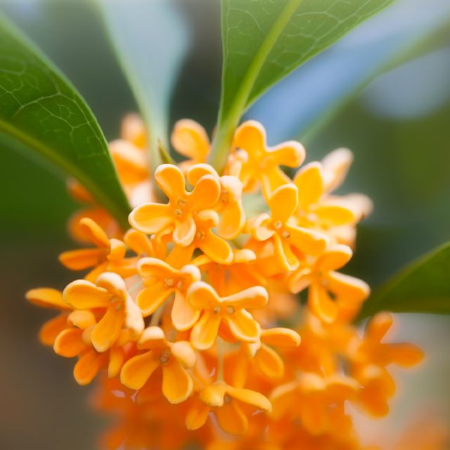 9月生まれのシンボルフラワーは金木犀