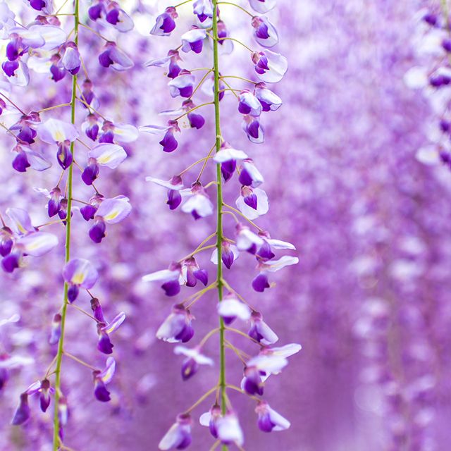 4月のシンボルフラワー 藤