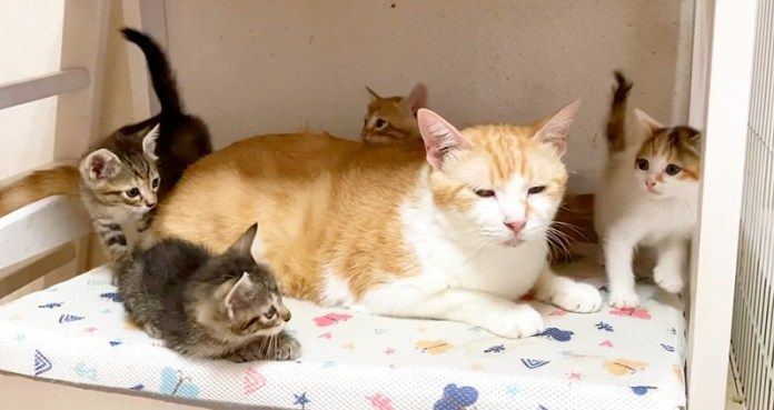 先住猫が気になる子猫達