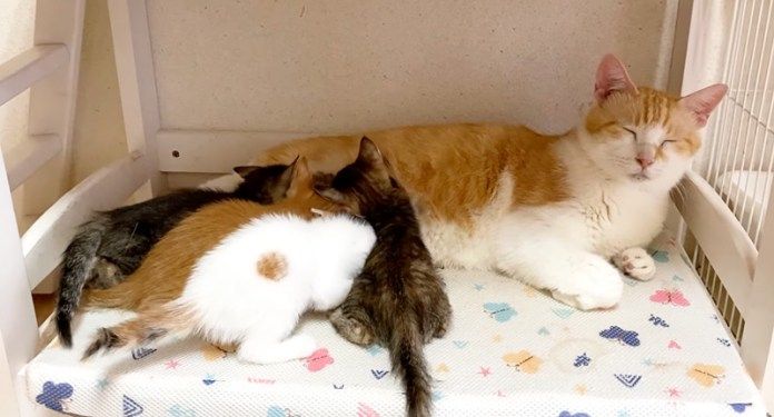 先住猫に甘える子猫達