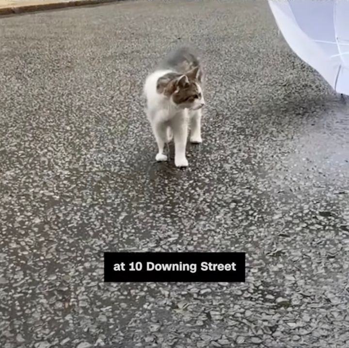総選挙後に官邸に集まる報道陣を、自ら視察しねぎらう猫