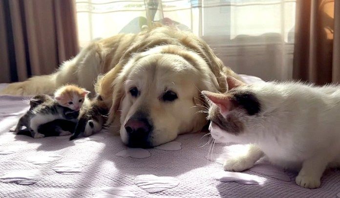 レトリバーと猫の親子