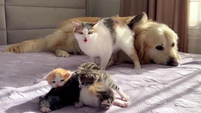 レトリバーと猫の親子