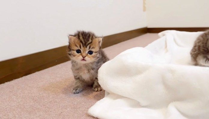 初めて脱走した子猫