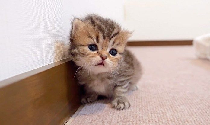 部屋の中を冒険する子猫