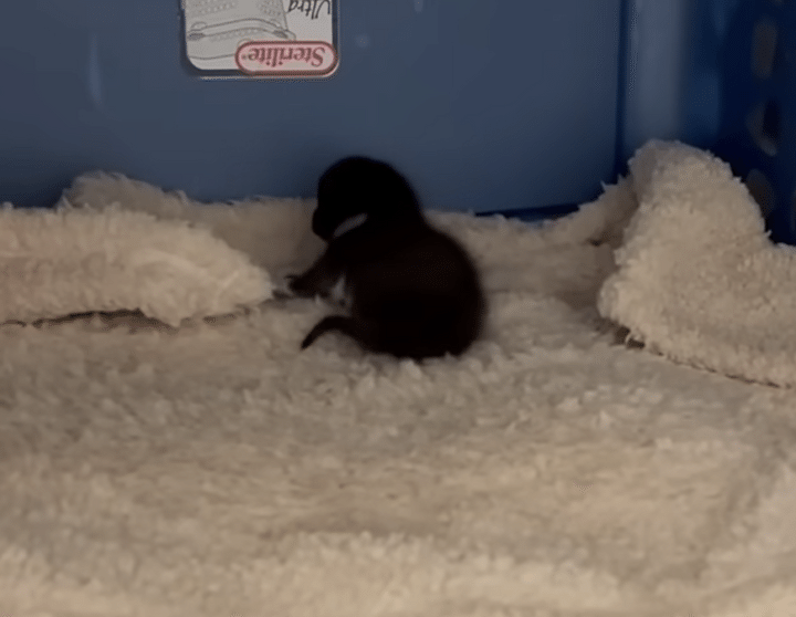 育児に忙しいママ猫さん、子猫を一匹忘れているよ！