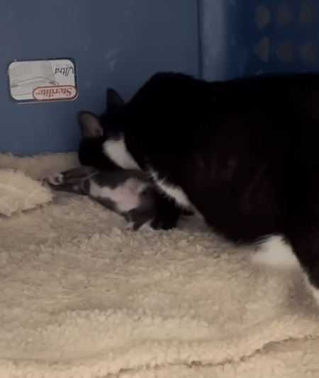 育児に忙しいママ猫さん、子猫を一匹忘れているよ！