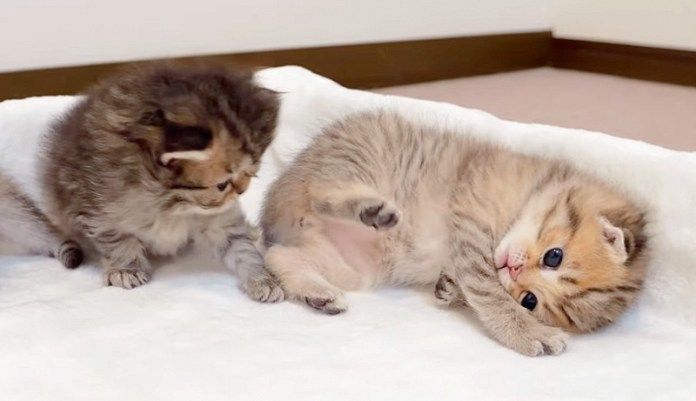 妹に投げ飛ばされる兄猫