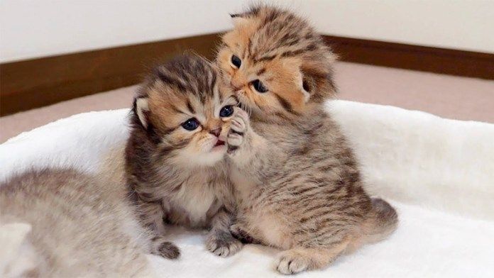 妹に抱きつく兄猫