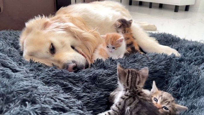 子猫達にベッドを取られた犬