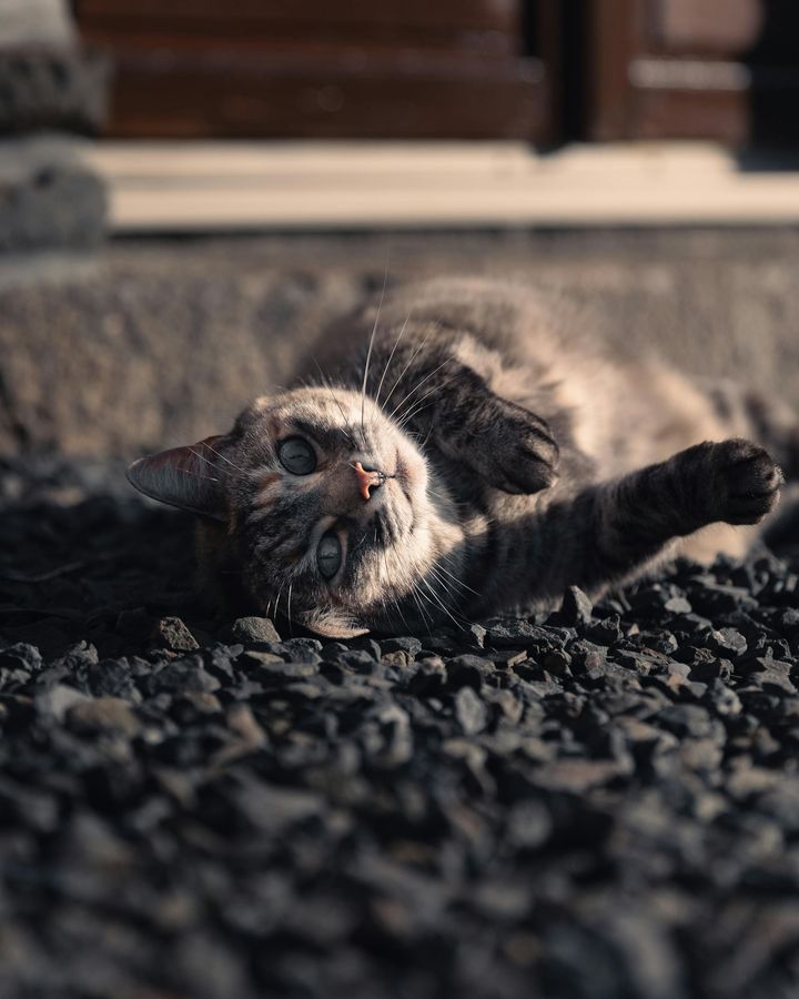 本日の美人猫vol.599