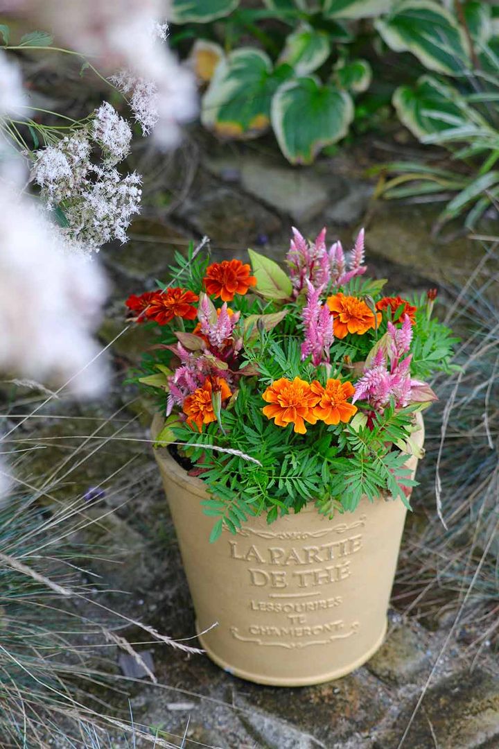 フレンチマリーゴールド×ケイトウの寄せ植え