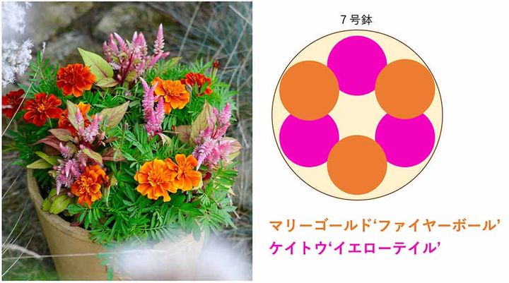 フレンチマリーゴールド×ケイトウの寄せ植え