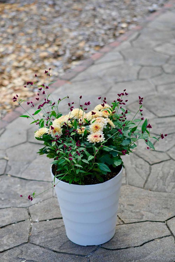 ポットマム×アルテルナンテラ・ポリゲンスの寄せ植え