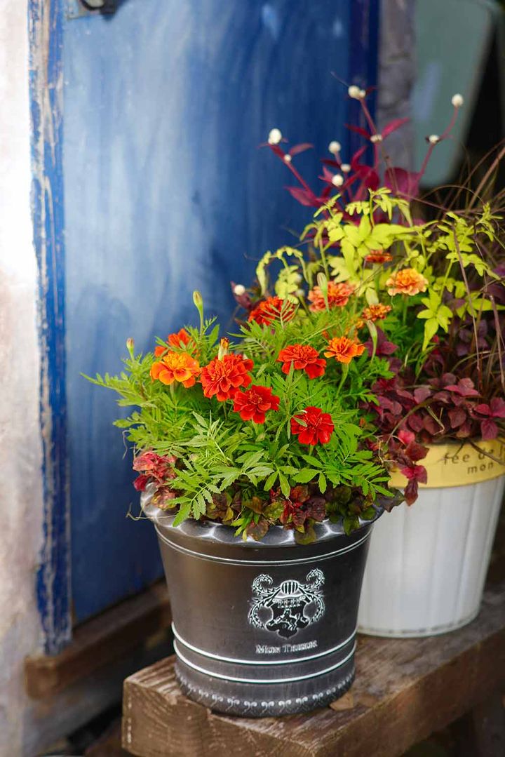 フレンチマリーゴールド×アルテルナンテラの寄せ植え