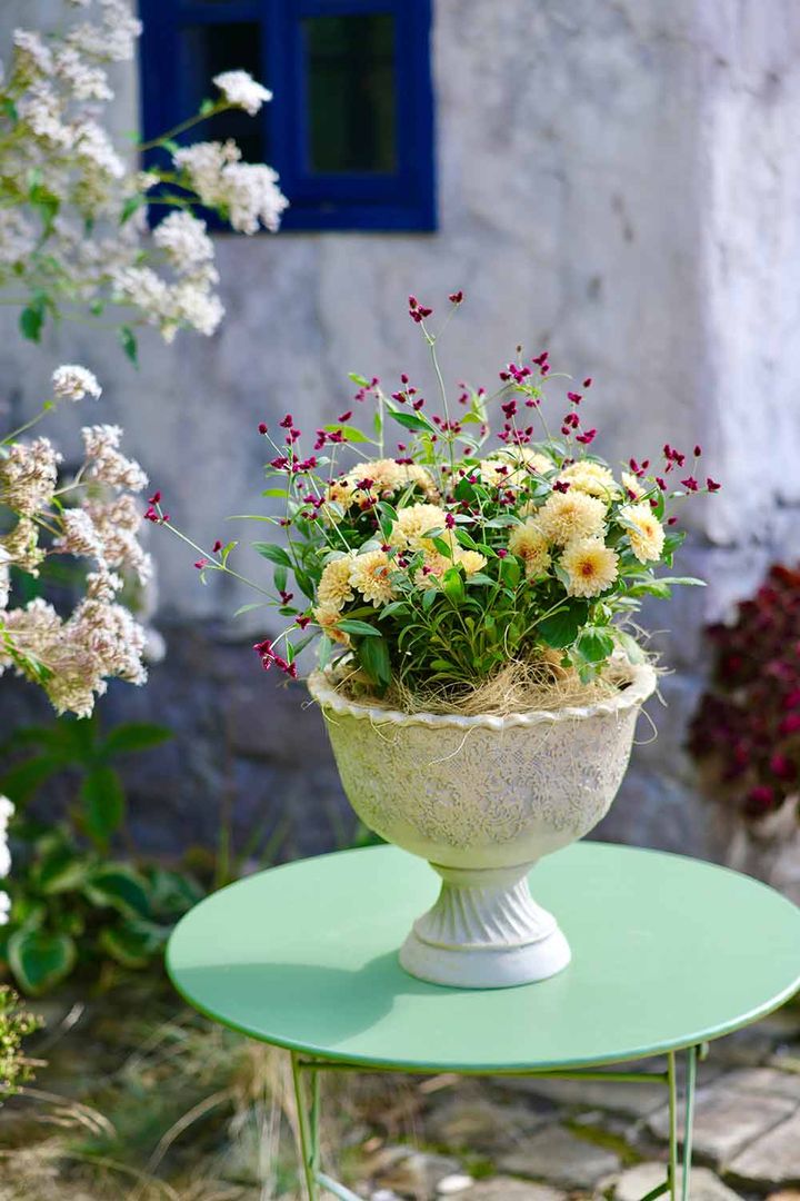 ポットマム×アルテルナンテラ・ポリゲンスの寄せ植え