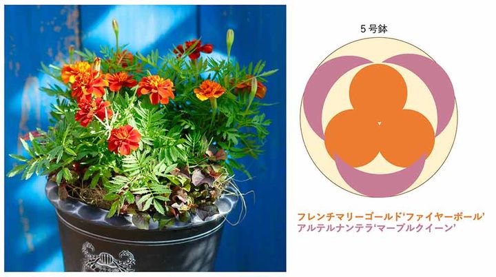 フレンチマリーゴールド×アルテルナンテラの寄せ植え