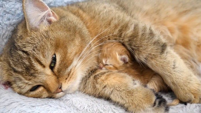 子猫を愛おしそうに抱きしめる母猫