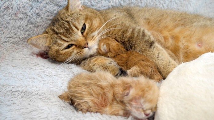 子猫を愛おしそうに抱きしめる母猫