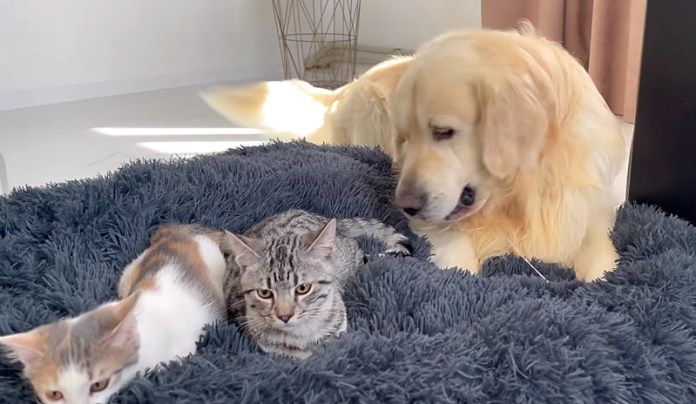 子猫達からベッドを取り返そうとする犬
