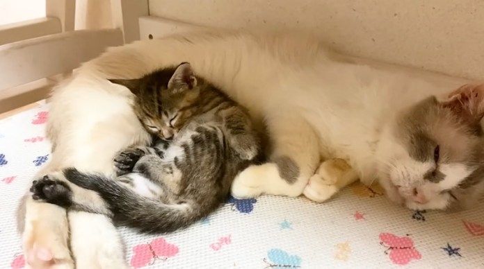 一緒に眠る猫達