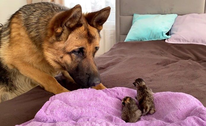 子猫達が気になる犬