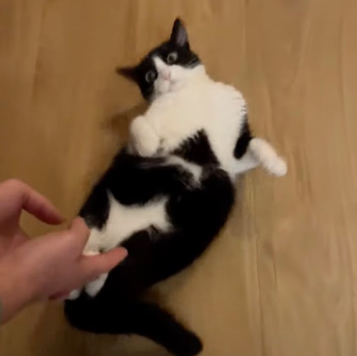 フローリングの上をスルスル流される猫、飼い主の手に押されるままに